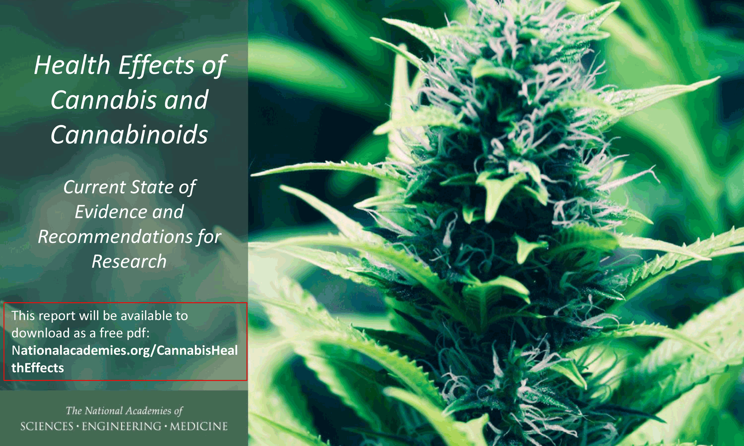 The Health Effects of Cannabis