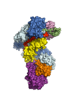 A molecular model of the Cascade molecule with subunits in different colors, looking a bit like a top-heavy seahorse, with a fat head curving into the body, with a stubby tail.