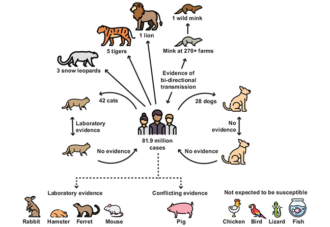 chais-diagram-1