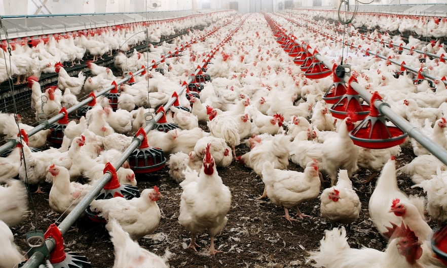 Hundreds of chickens in a chicken feeding factory 