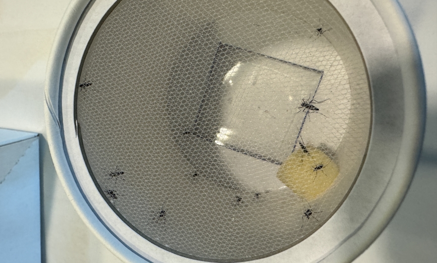 mosquitos in a feeding container