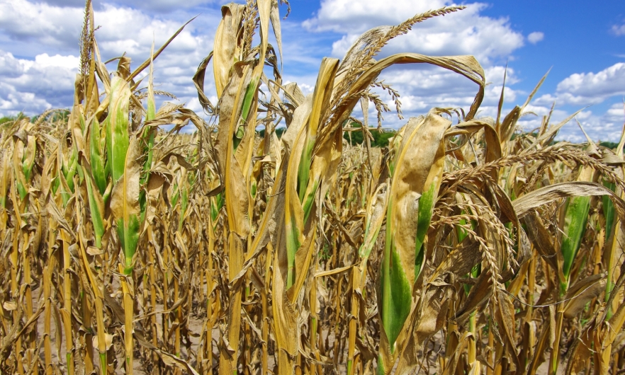Corn field in drought