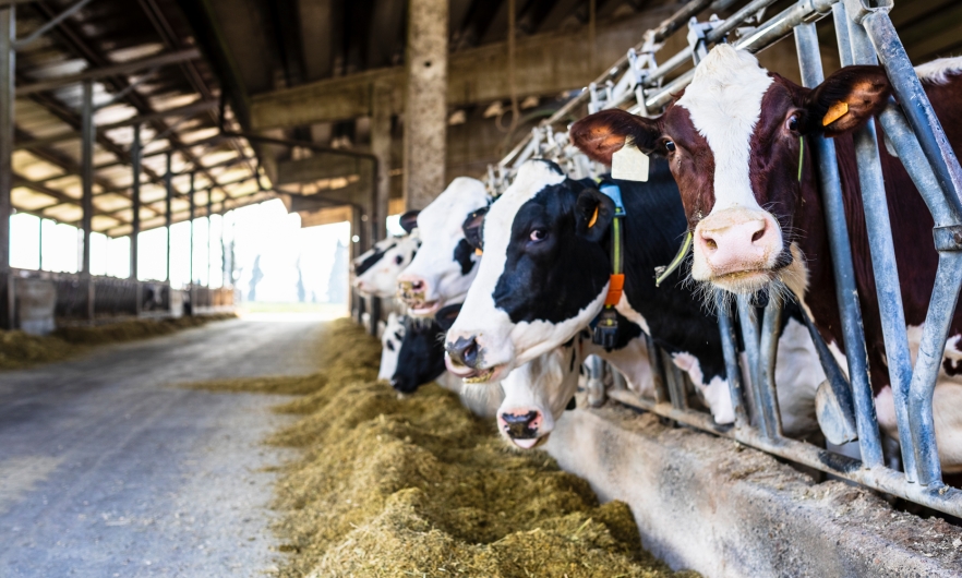 Dairy cows in a farm shed. 