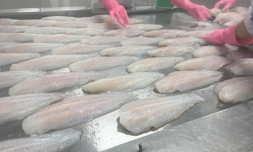 EHE fish processing Hands in pink gloves inspect fish filets moving along a conveyor belt