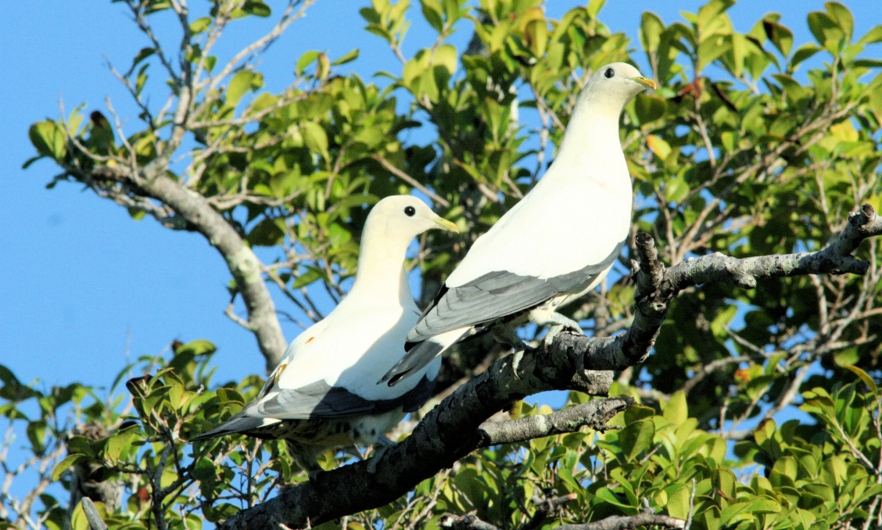 Two white birds sitting on a branch