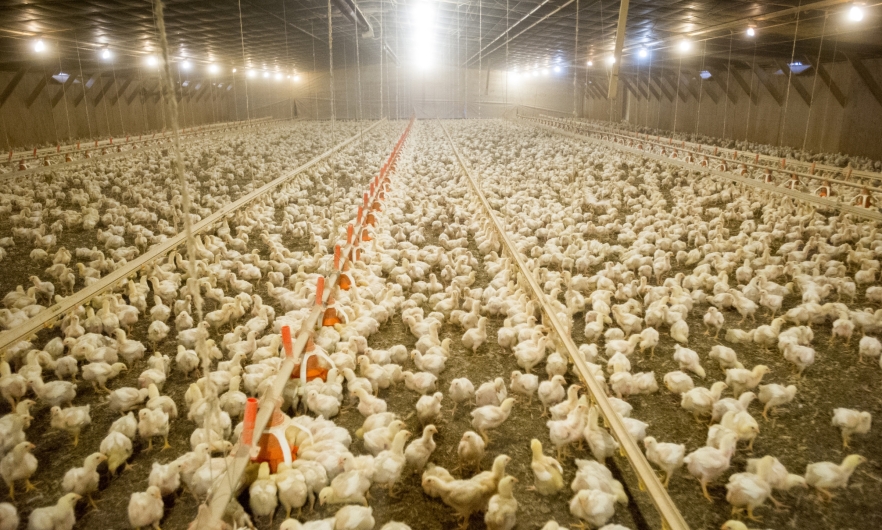 poultry house Hundreds of young chickens inside a poultry house under bright flood lights
