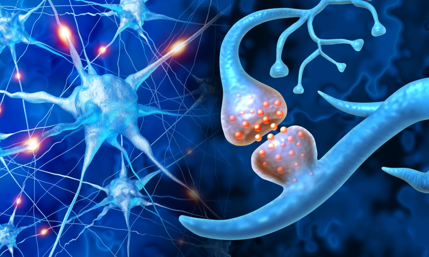 ehe organoids memory illustration of a brain synapse
