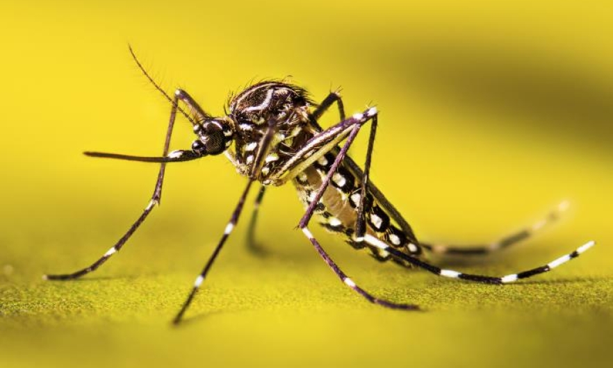 A resting female Aedes aegypti mosquito, close-up, against a yellow background.