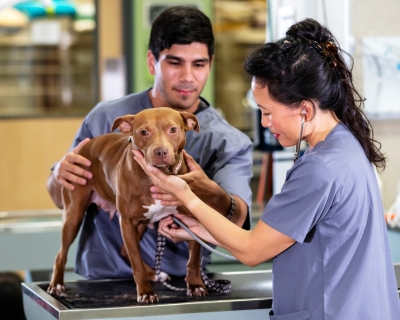 Veterinarian listens to dog's chest with stethoscope while another vet holds the dog on the exam table