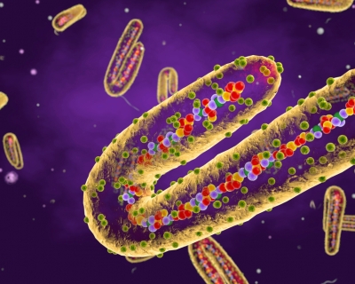 illustration of microscopic view of marburg virus