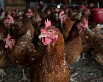 Lohmann Brown chickens stand in a barn at Meadow Haven Farm, a certified organic family run farm, in Sheffield, Illinois. 