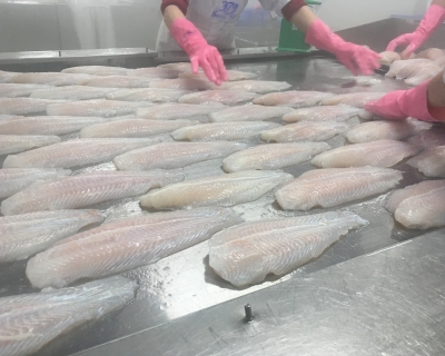 Hands in pink gloves inspect fish filets moving along a conveyor belt