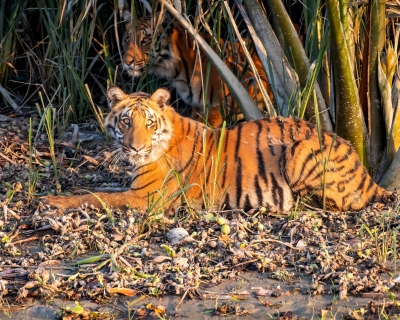 A photo of a pair of Royal Bengal Tigers in the Sundarbans. Photo by Dr. Niaz Abdur Rahman.