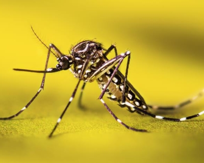 A resting female Aedes aegypti mosquito, close-up, against a yellow background.