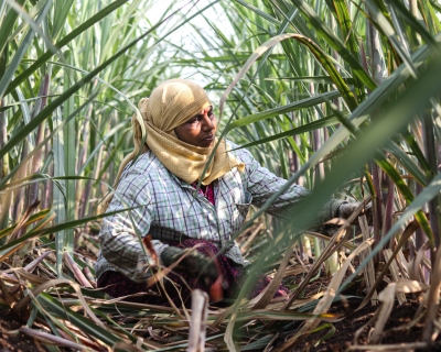 Farm worker Sunita Nikam sits in a field in Kurundvad, India. 