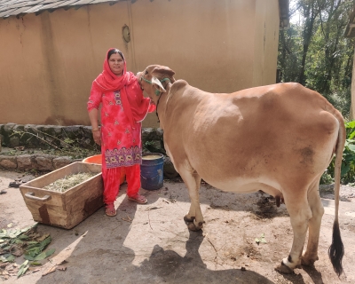 Veena Dhiman, a farmer-trainer from Nagrota Bagwan, with one of the indigenous cows she purchased to replace her jersey cows when she shifted to natural farming methods. 