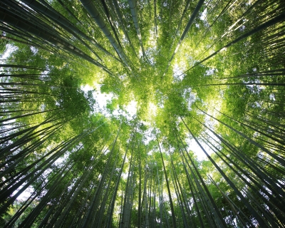 A view of a forest canopy, as seen from the forest floor.