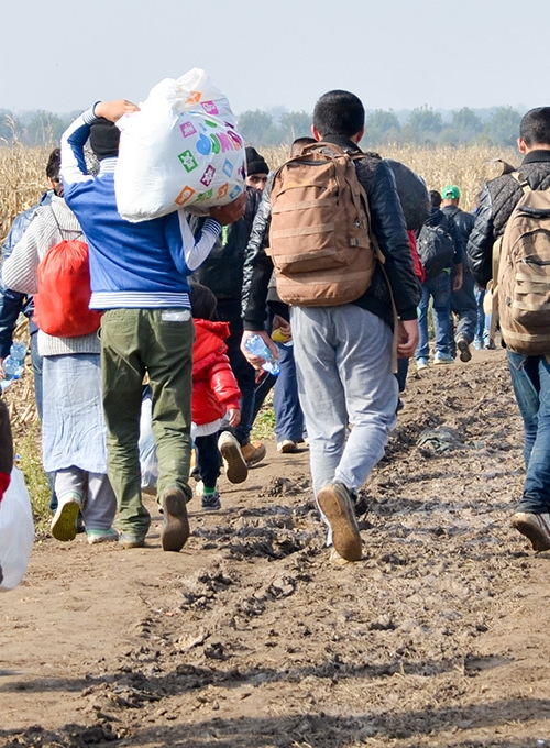 people walking thru a cornfield