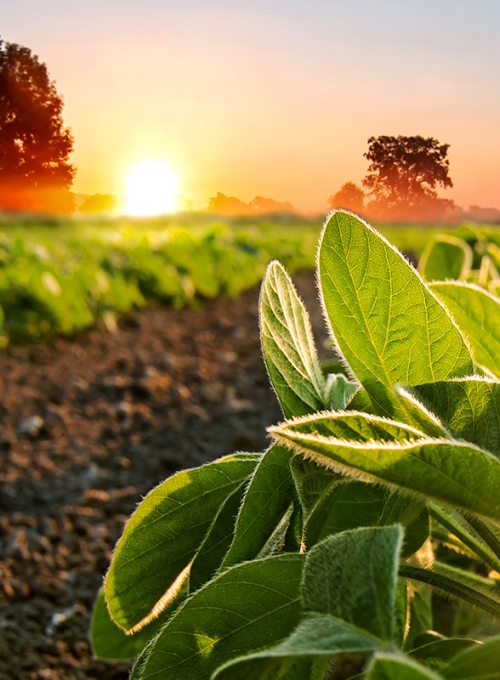 Soybean field and soy plants in early morning. By Soru Epotok