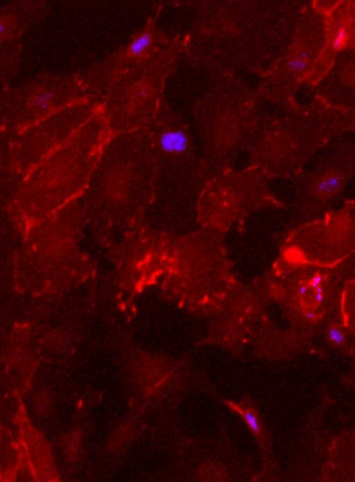 A field of red-stained cells with blue spots near the centers