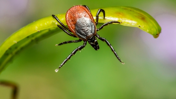 image of tick tick on a blade of grass