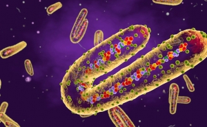 illustration of microscopic view of marburg virus