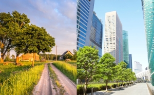 A photo of a tree among a field of grass and shirt road next to a photo of a line of trees by a paved road and skyscrapers