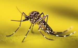 A resting female Aedes aegypti mosquito, close-up, against a yellow background.