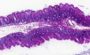 Microscope section showing 622A_cecum through a healthy mouse cecum stained with Haematoxylin-eosin