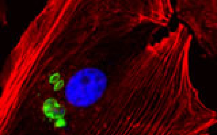 Parasitology Parasitology