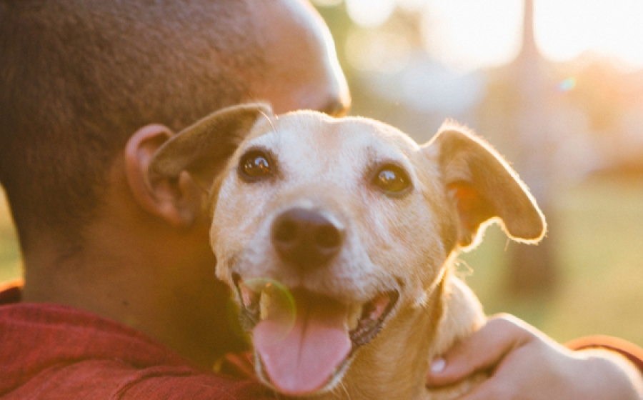 animal-visitation-trial