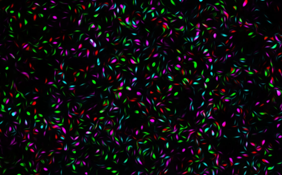 Hundreds of fluorescent blue, pink, green and red dots smeared on black background