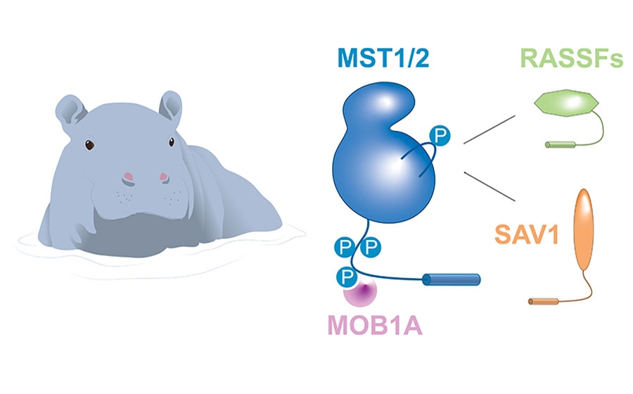 A cartoon hippopotamus next to cartoon renderings of proteins: a blue MST1/2 with an attached pink MOB1a; next to and connected by lines are a green RASSFs and orange SAV1