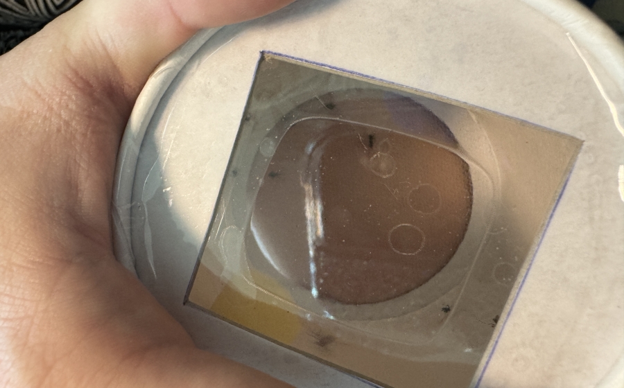 Mosquito feeding on study participant