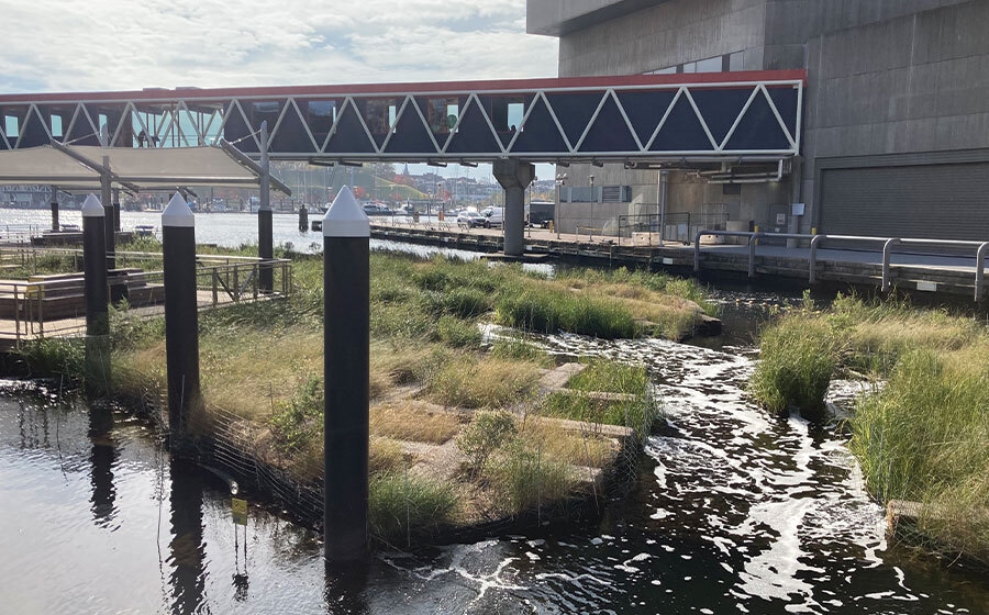 Floating wetlands in Baltimore's Inner Harbor