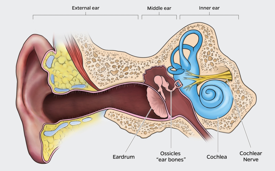 annotated diagram of human ear Annotated diagram of human ear shows external ear, leading to the middle ear which includes the eardrum and ossicles, or ear bones, and then to the inner ear, which includes the cochlea and cochlear nerve.