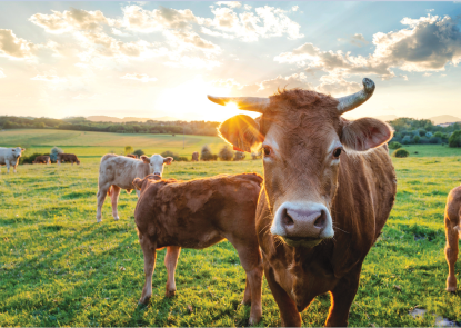 cows in a pasture